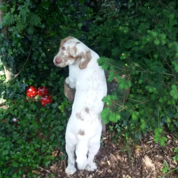 Clumber Spaniel