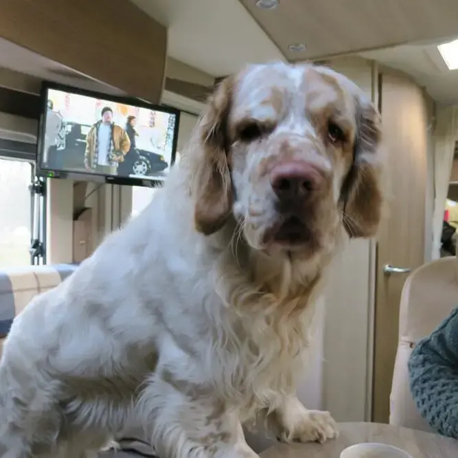 Clumber Spaniel