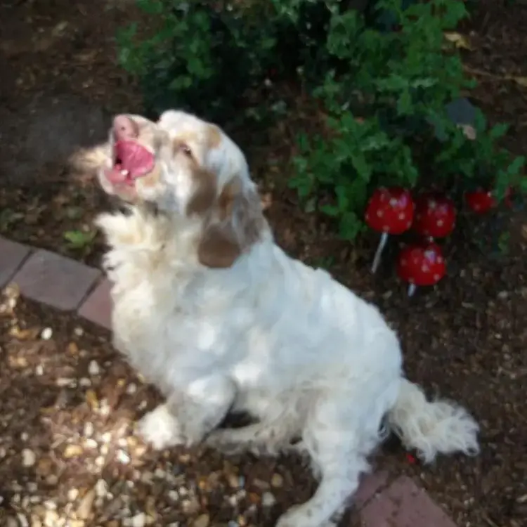 Clumber Spaniel