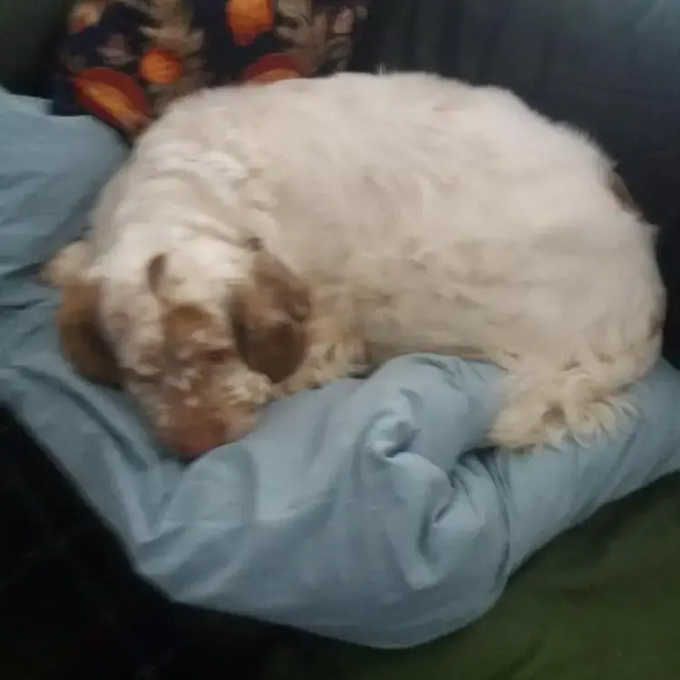 Clumber Spaniel