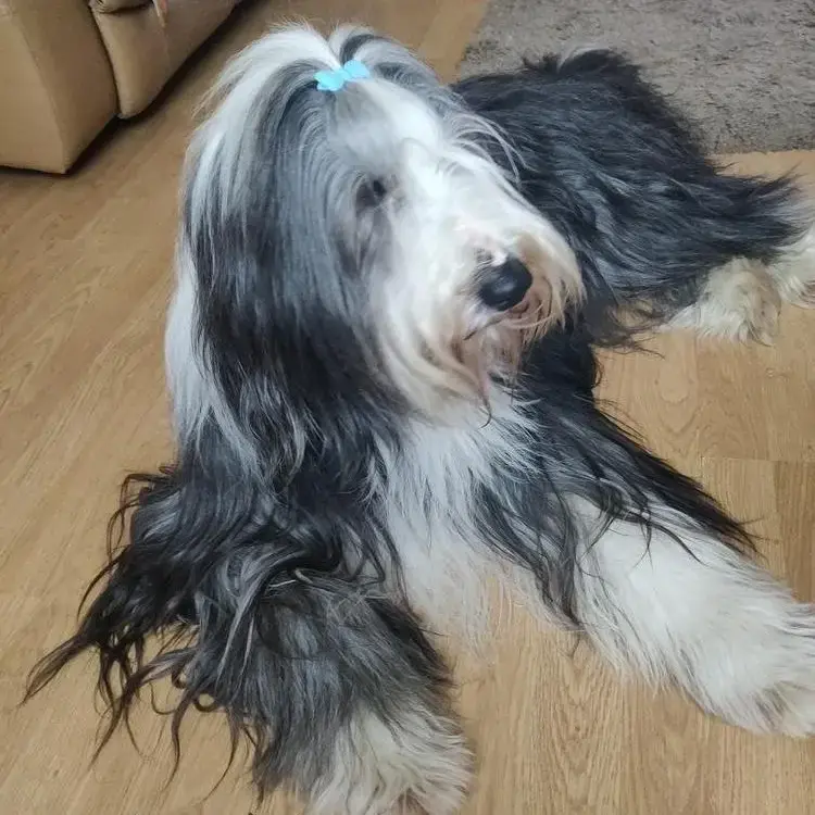 Bearded Collie