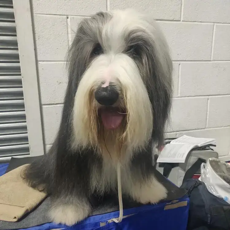 Bearded Collie