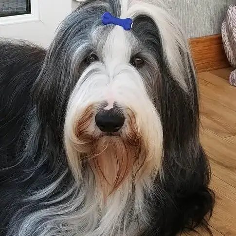 Bearded Collie