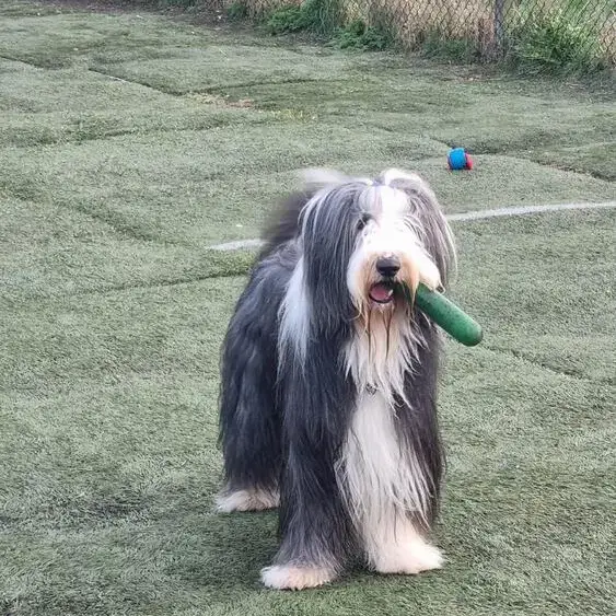 Bearded Collie