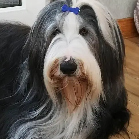 Bearded Collie