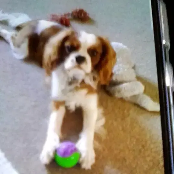 King Charles Spaniel