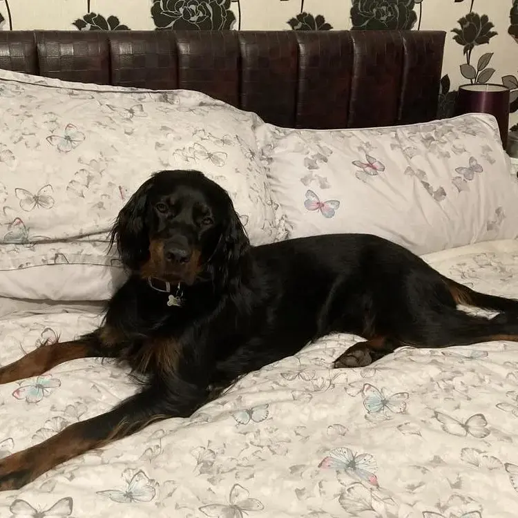 Gordon Setter