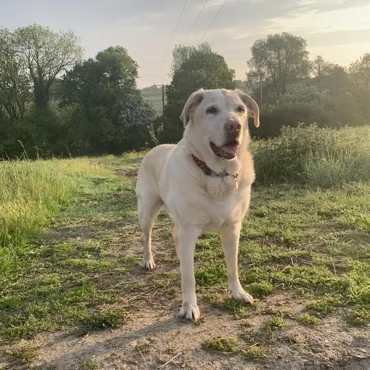 Labrador Retriever
