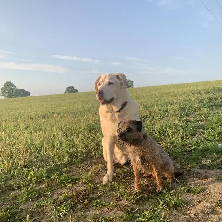Labrador Retriever