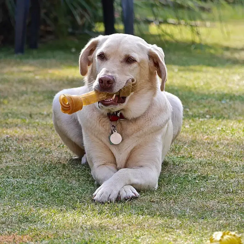 Labrador Retriever