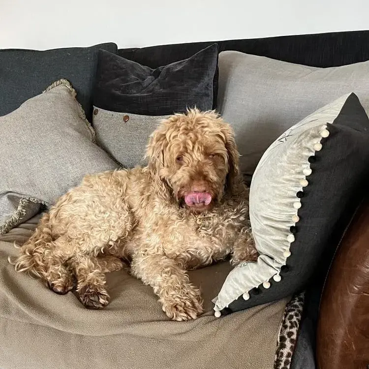 Hungarian Wire Haired Vizsla