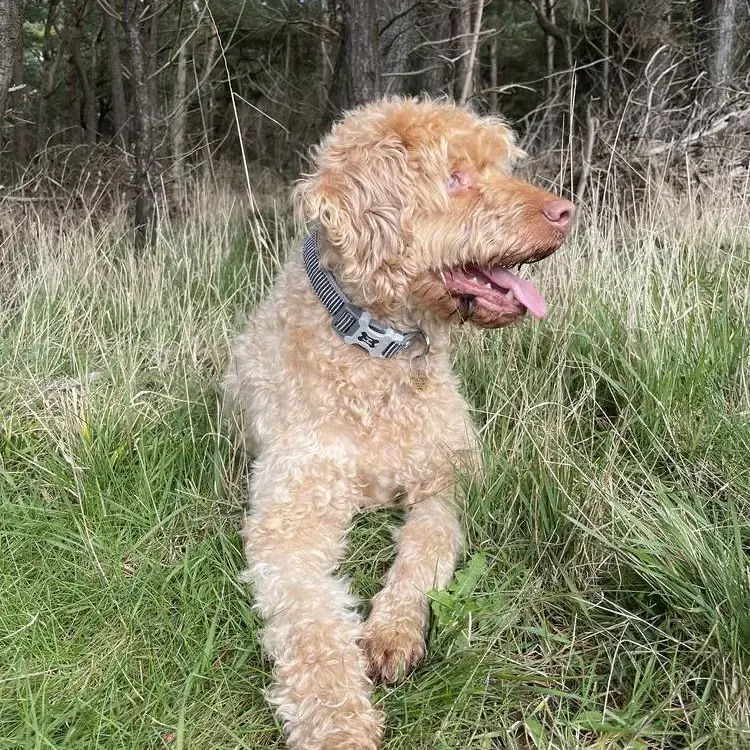 Hungarian Wire Haired Vizsla