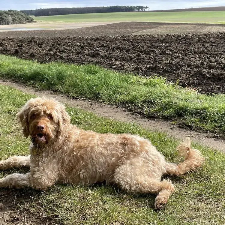 Hungarian Wire Haired Vizsla