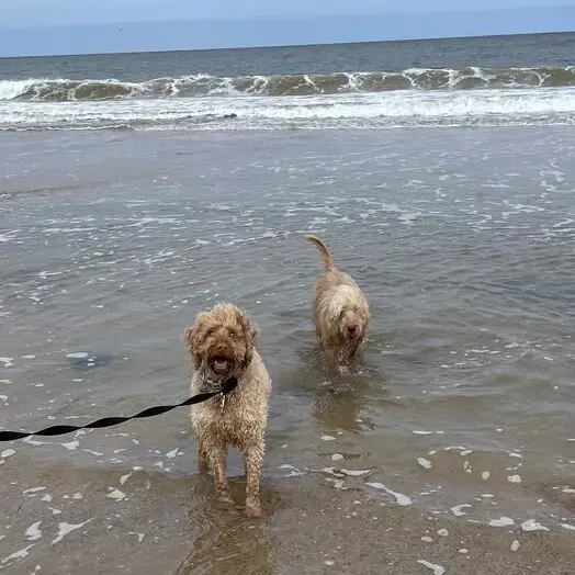 Hungarian Wire Haired Vizsla
