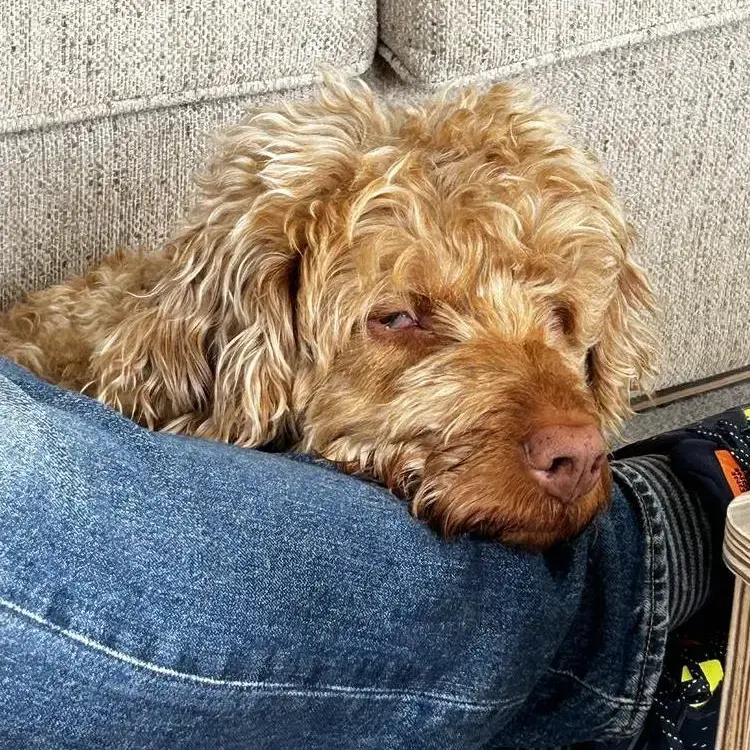 Hungarian Wire Haired Vizsla