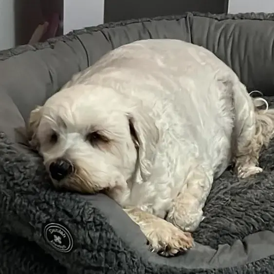 Tibetan Terrier