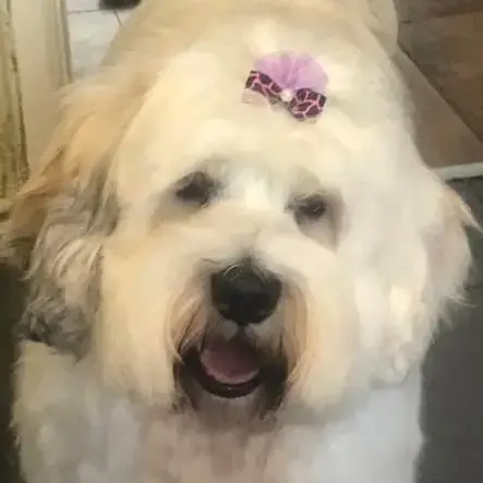 Tibetan Terrier