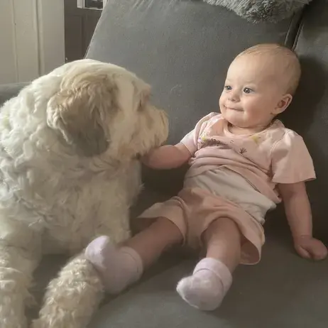 Tibetan Terrier