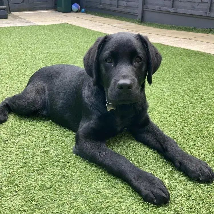 Labrador Retriever