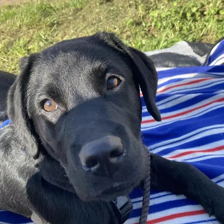 Labrador Retriever