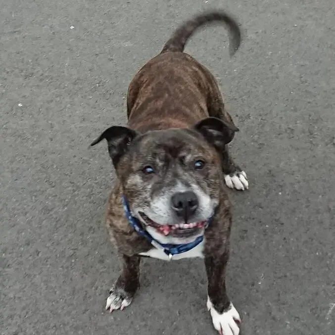 Staffordshire Bull Terrier