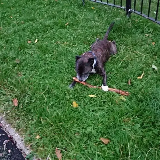 Staffordshire Bull Terrier