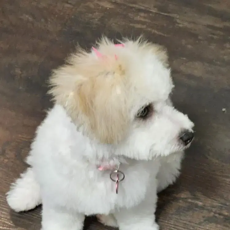 Poodle (Toy)