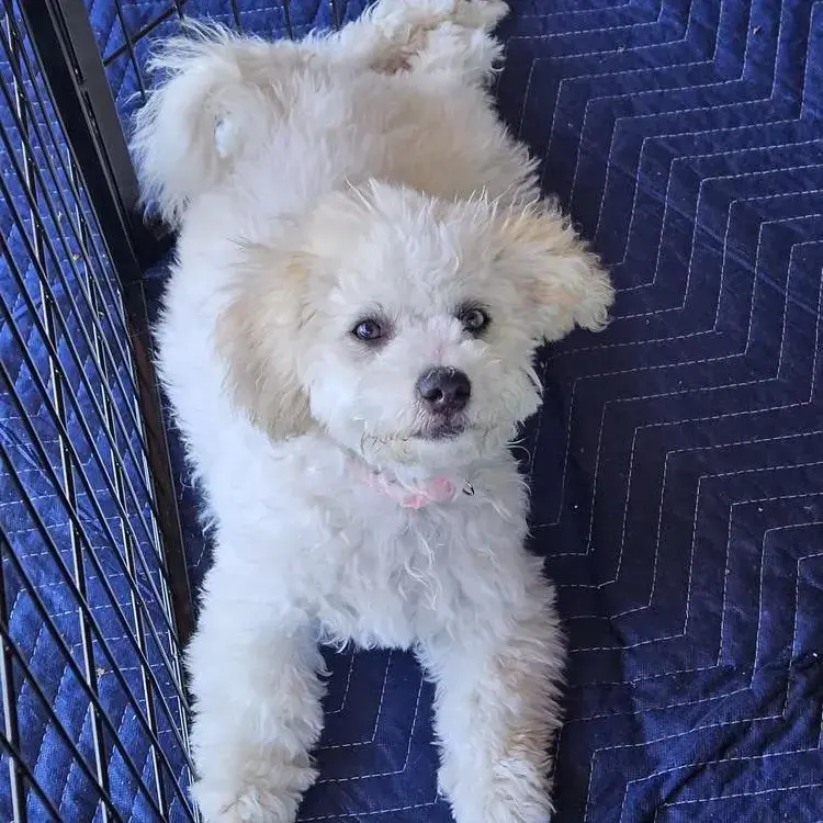 Poodle (Toy)