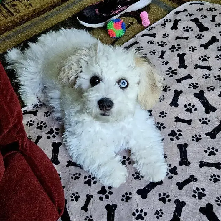 Poodle (Toy)