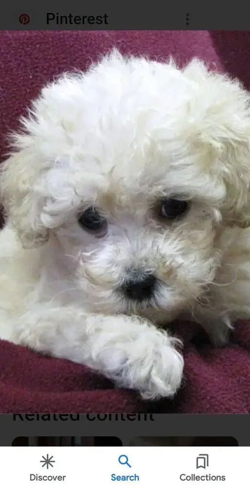 Poodle (Toy)