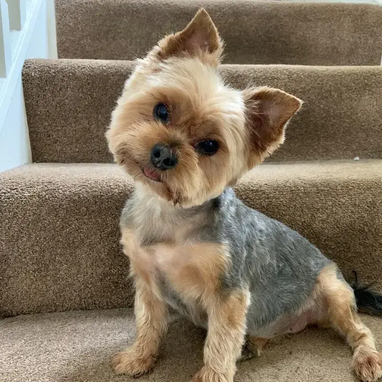 Yorkshire Terrier