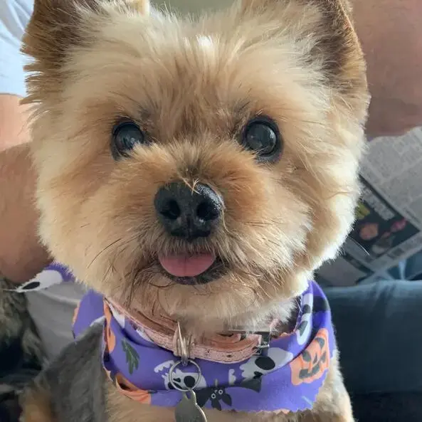 Yorkshire Terrier