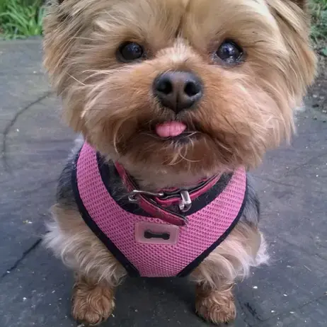 Yorkshire Terrier