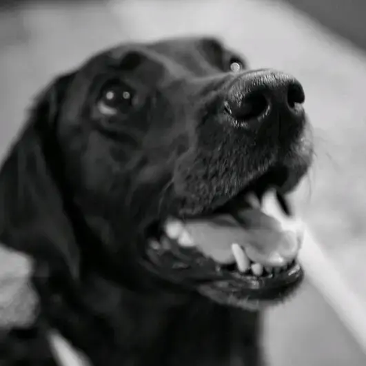 Labrador Retriever