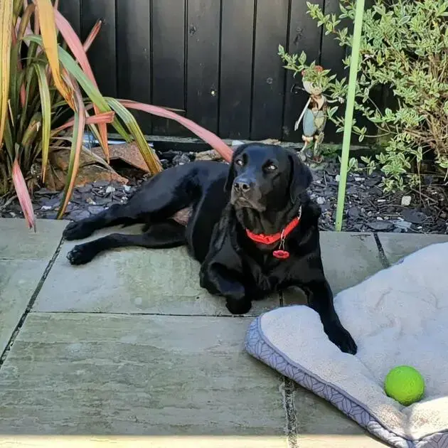 Labrador Retriever