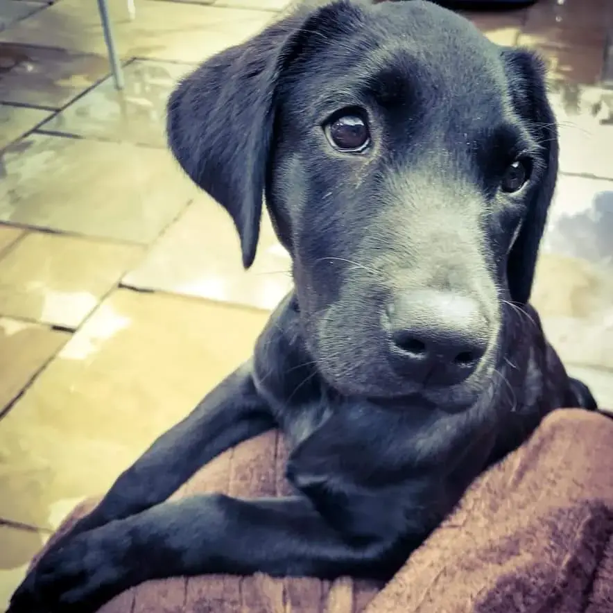 Labrador Retriever