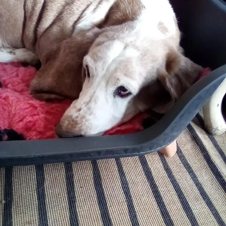 Basset Hound