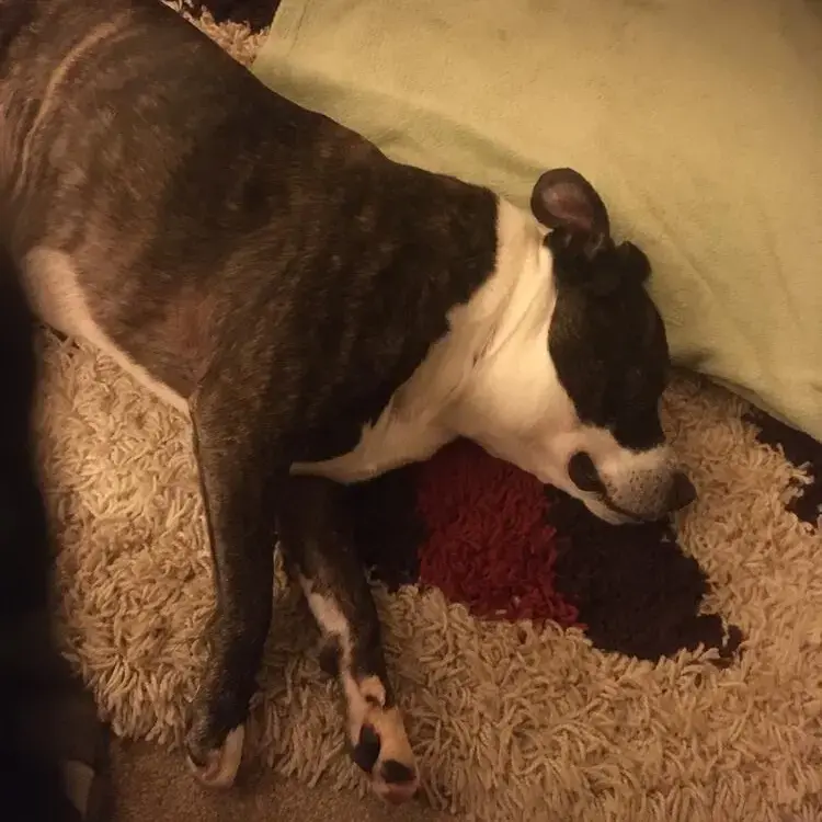 Staffordshire Bull Terrier