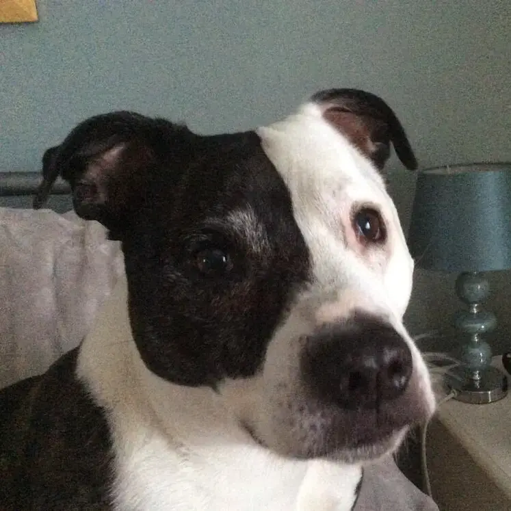 Staffordshire Bull Terrier