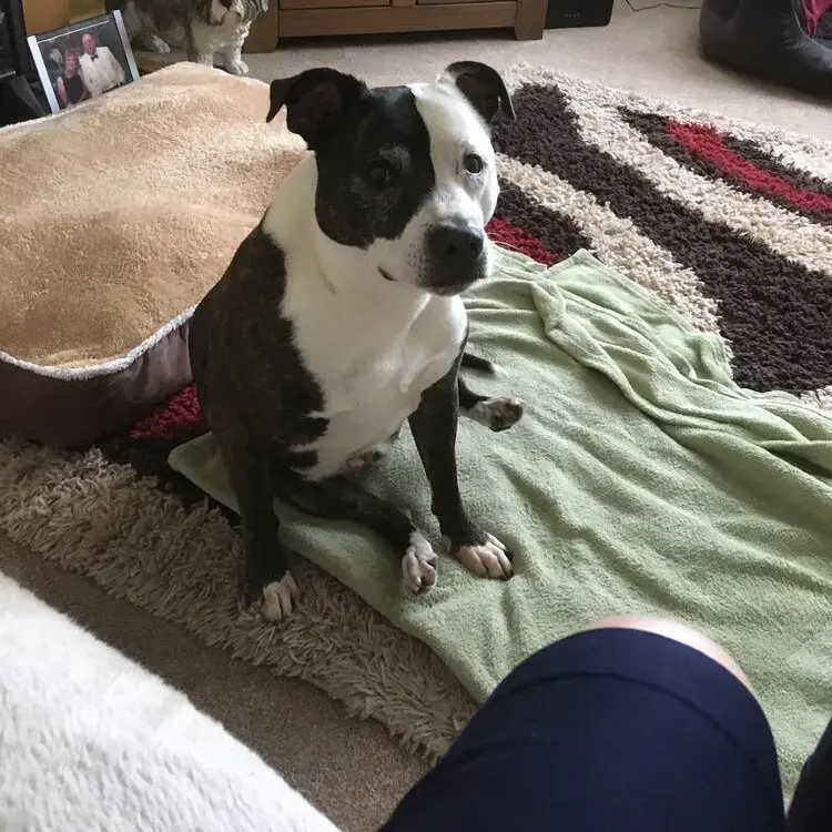 Staffordshire Bull Terrier