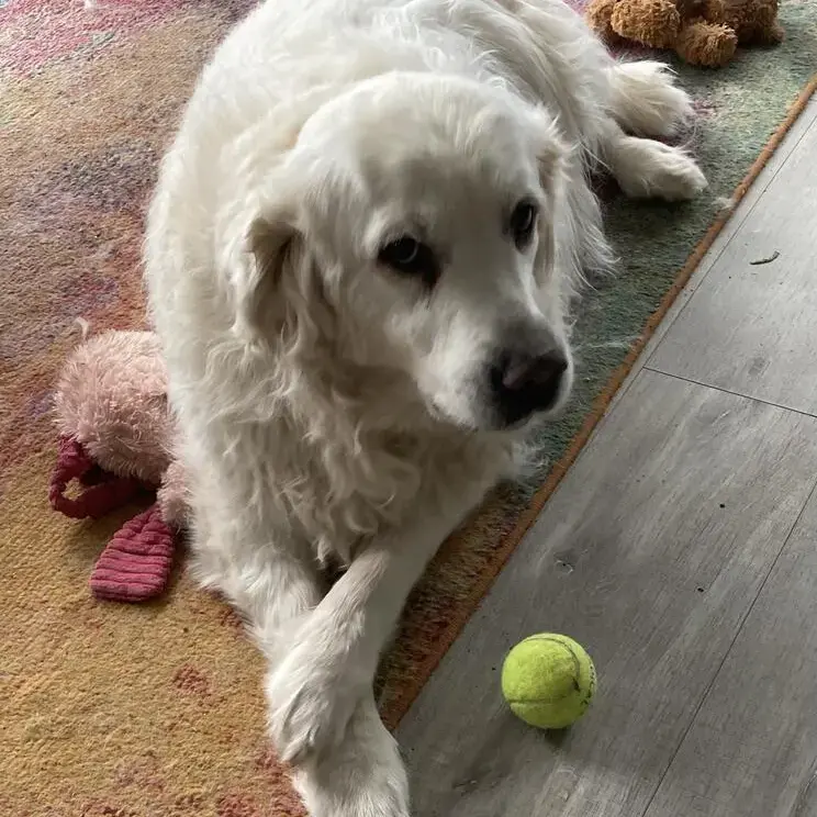 Golden Retriever