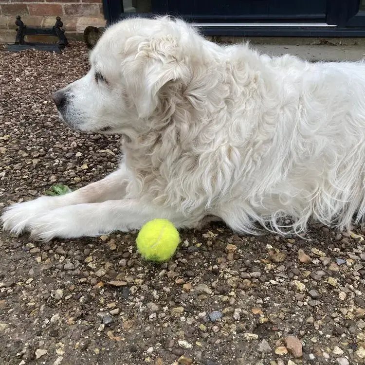 Golden Retriever