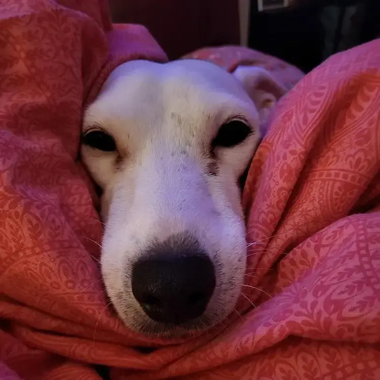 Jack Russell Terrier