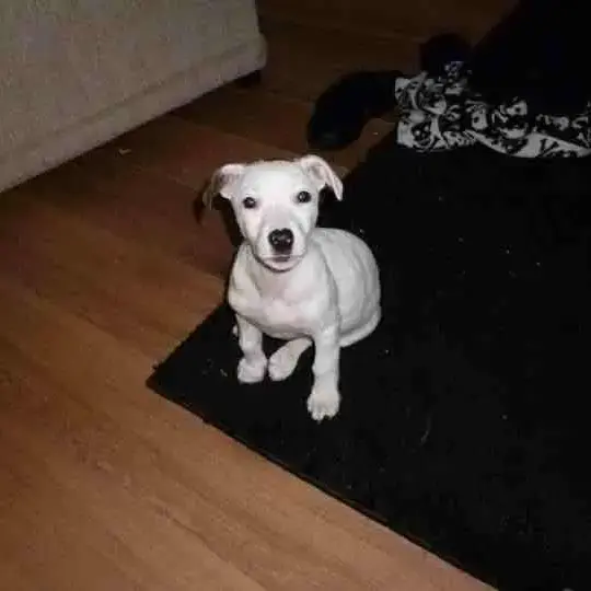 Jack Russell Terrier