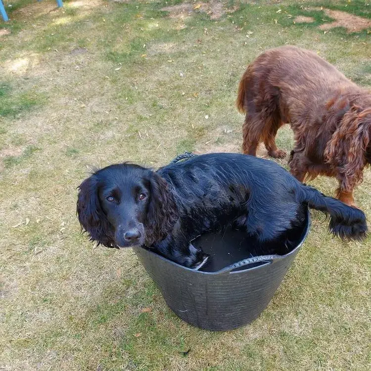 Cocker Spaniel (English)