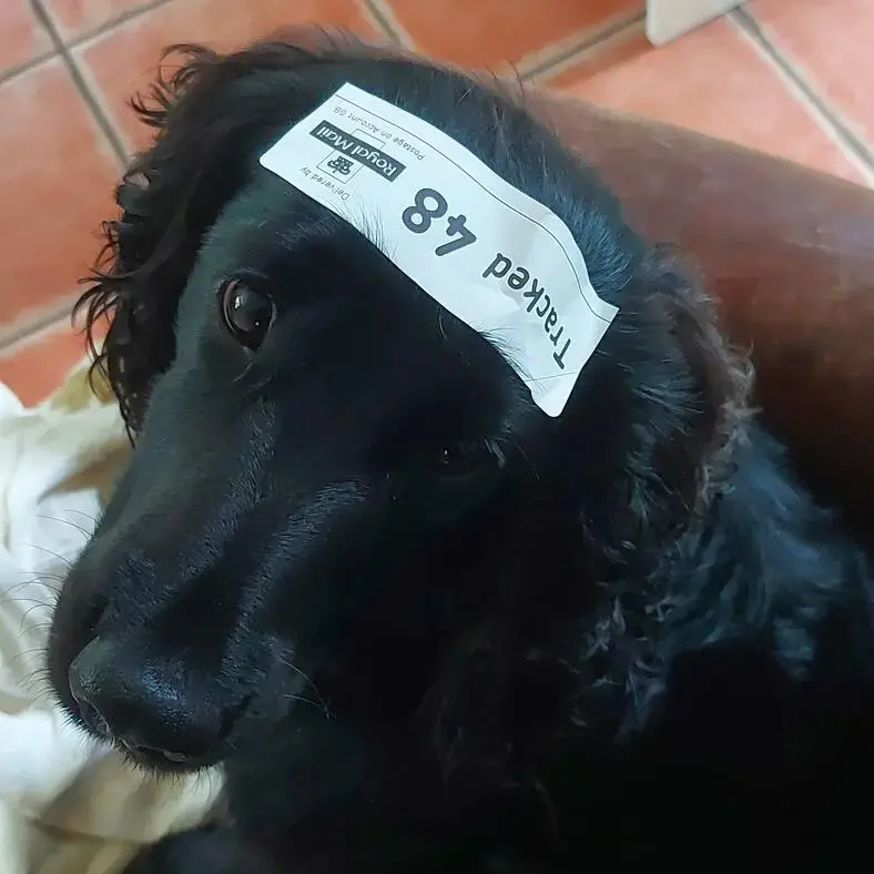 Cocker Spaniel (English)