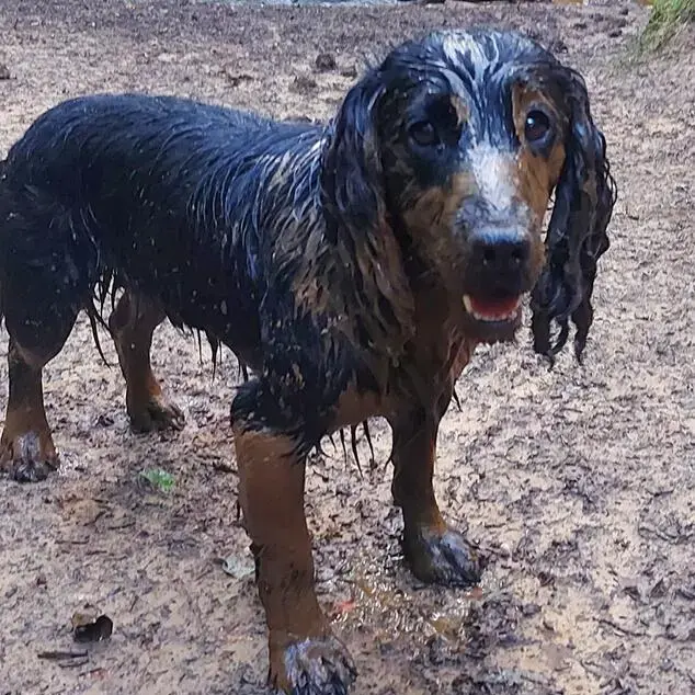 Cocker Spaniel (English)