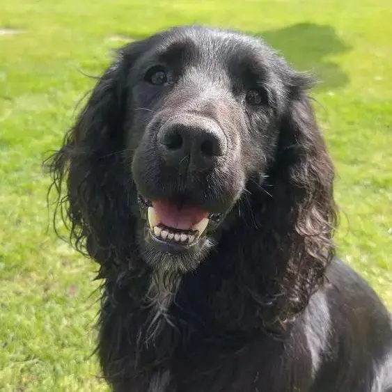 Cocker Spaniel (English)