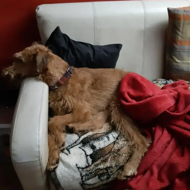 Irish Terrier