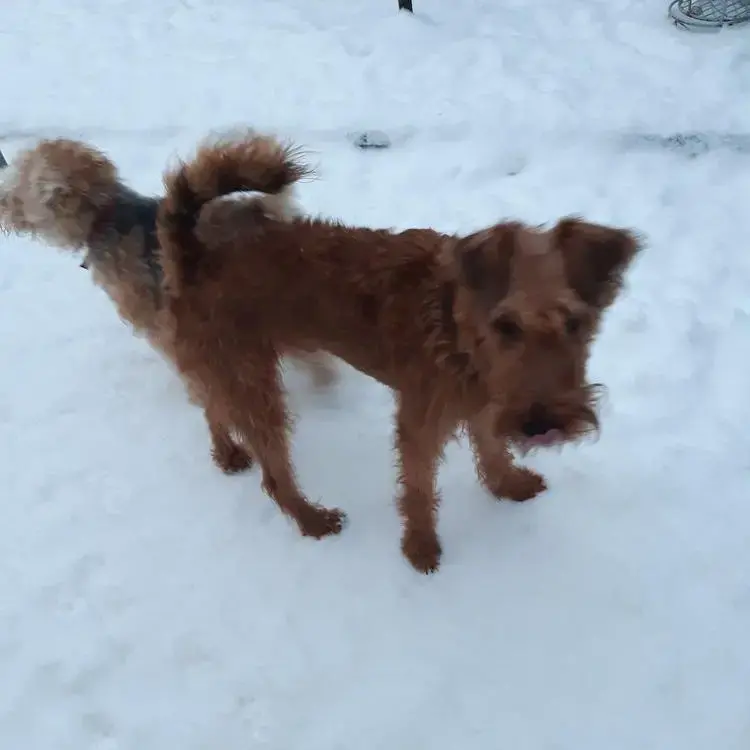 Irish Terrier